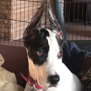 Meet your Posher, Constance